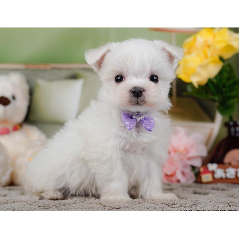 販売中の神奈川県のマルチーズ-443860の9枚目