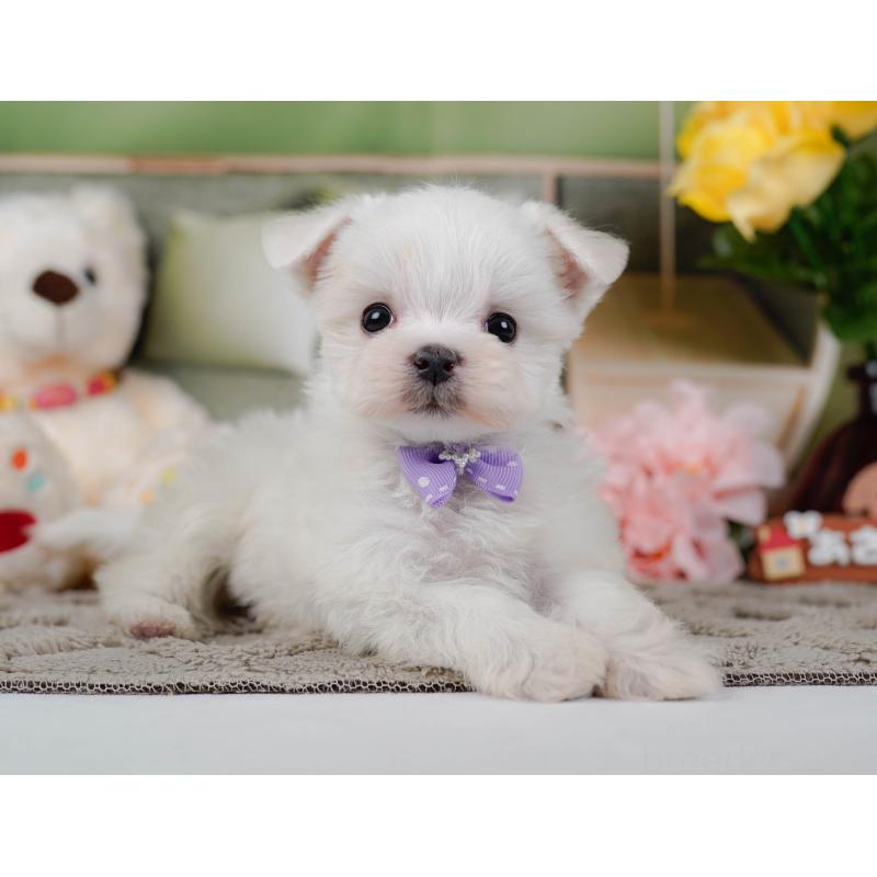 販売中の神奈川県のマルチーズ-443860の8枚目