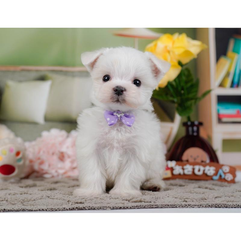 販売中の神奈川県のマルチーズ-443860の7枚目