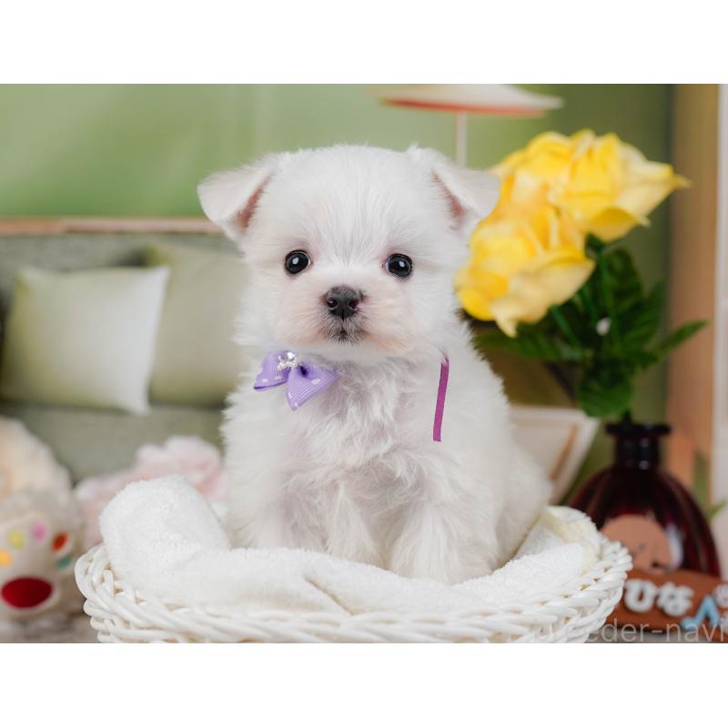 販売中の神奈川県のマルチーズ-443860の5枚目