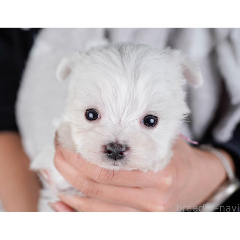 販売中の神奈川県のマルチーズ-443860の4枚目