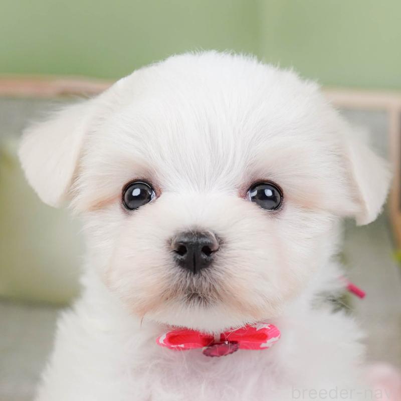 販売中の神奈川県のマルチーズ-443863の1枚目