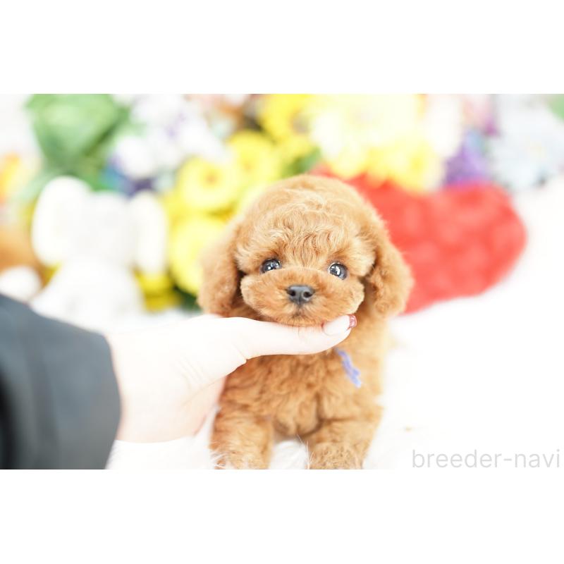 販売中の埼玉県のトイプードル-443862の4枚目