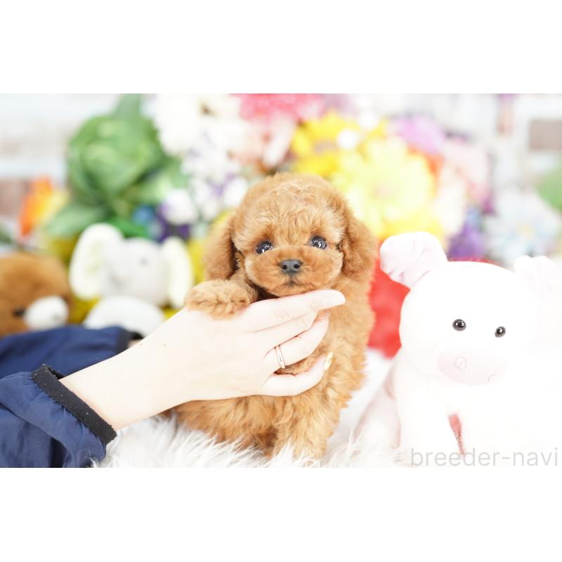 販売中の埼玉県のトイプードル-443862の3枚目