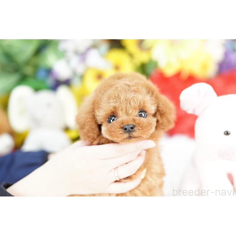 販売中の埼玉県のトイプードル-443862の1枚目