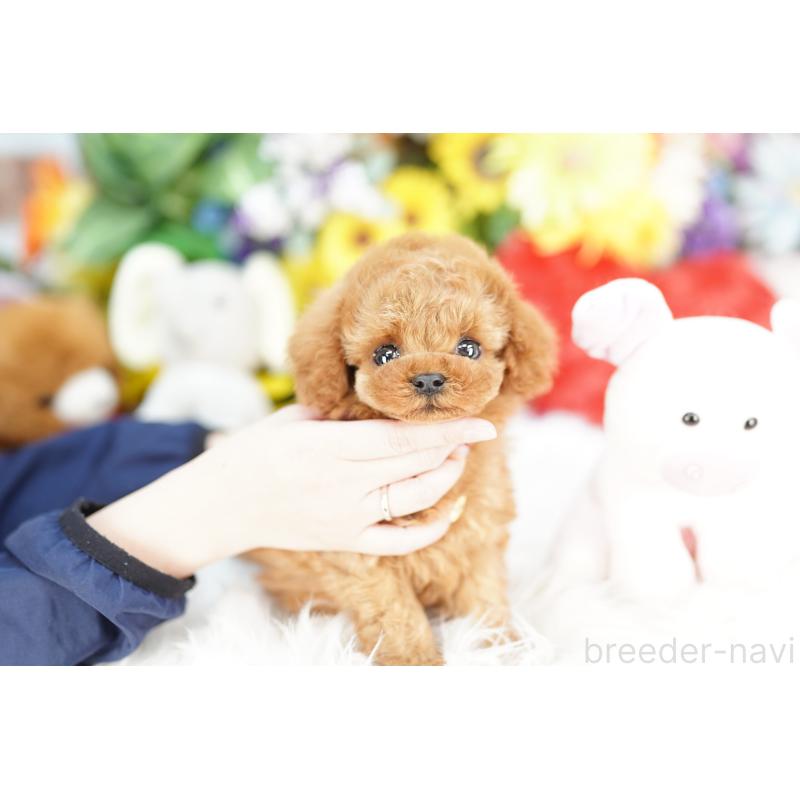 販売中の埼玉県のトイプードル-443862の2枚目