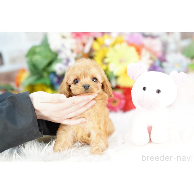 販売中の埼玉県のコッカプー:アメリカンコッカースパニエル×トイプードル-443865の4枚目