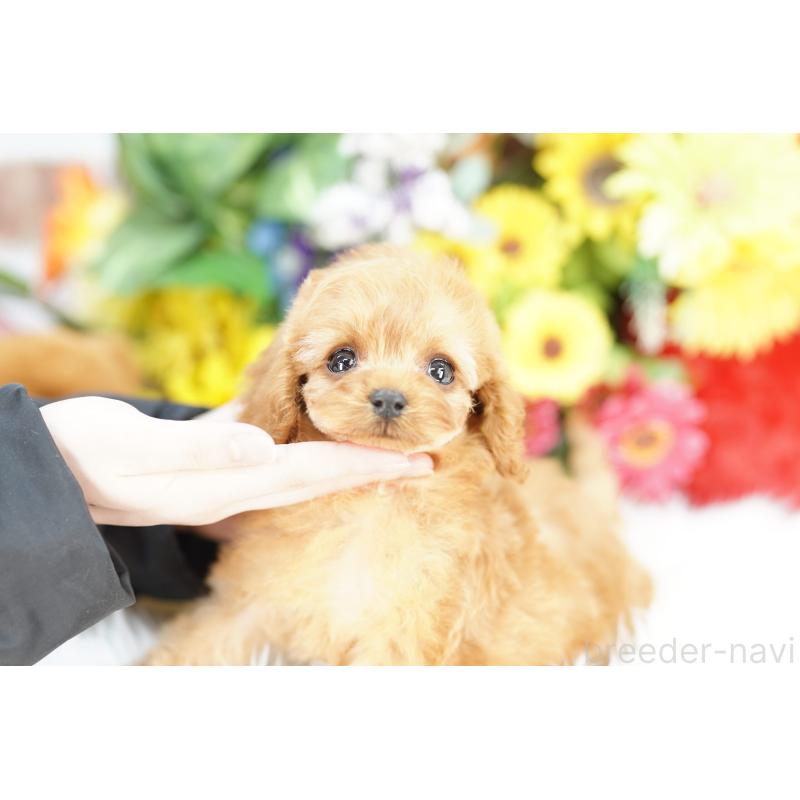 販売中の埼玉県のコッカプー:アメリカンコッカースパニエル×トイプードル-443865の3枚目