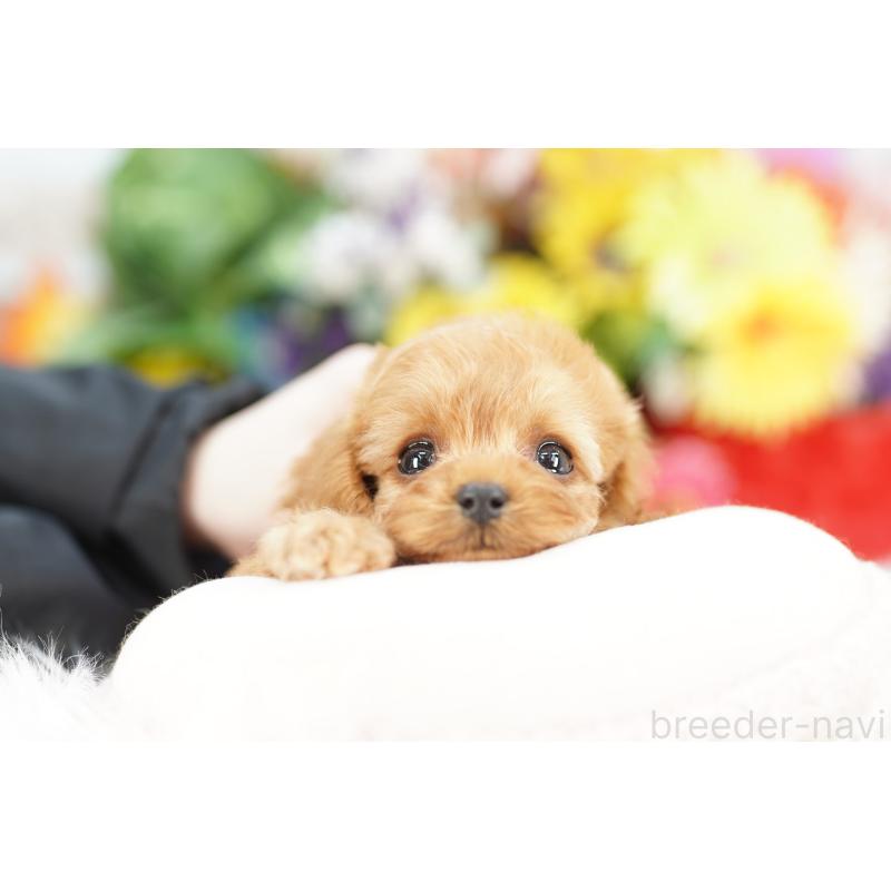 販売中の埼玉県のコッカプー:アメリカンコッカースパニエル×トイプードル-443865の2枚目