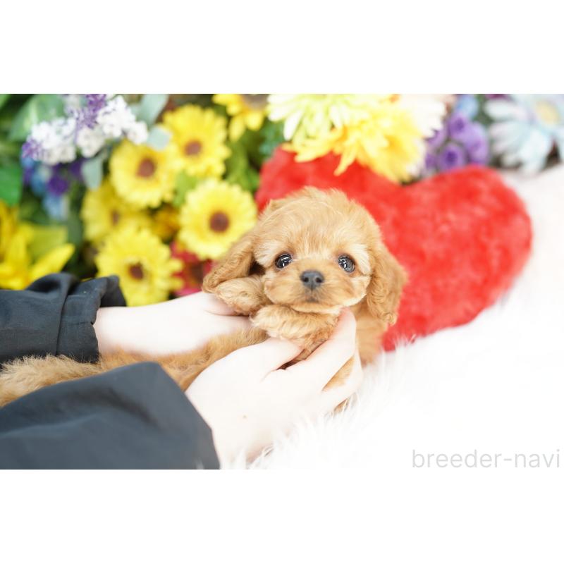 販売中の埼玉県のコッカプー:アメリカンコッカースパニエル×トイプードル-443865