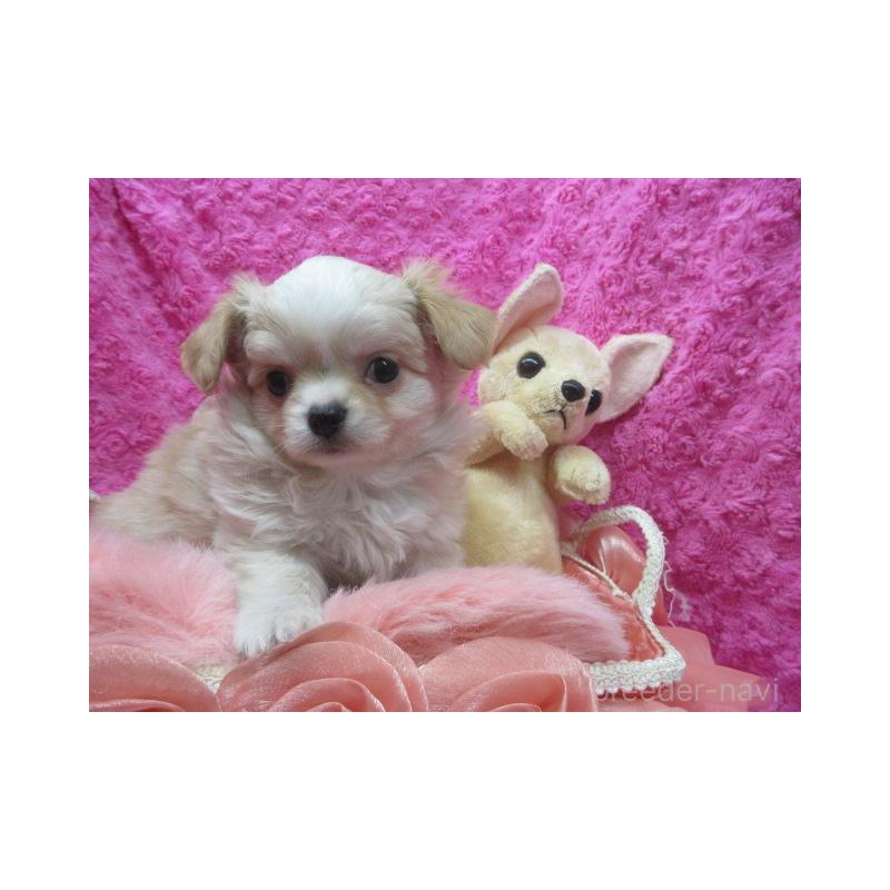 販売中の京都府のチワワ(ロングコート)-443866の6枚目