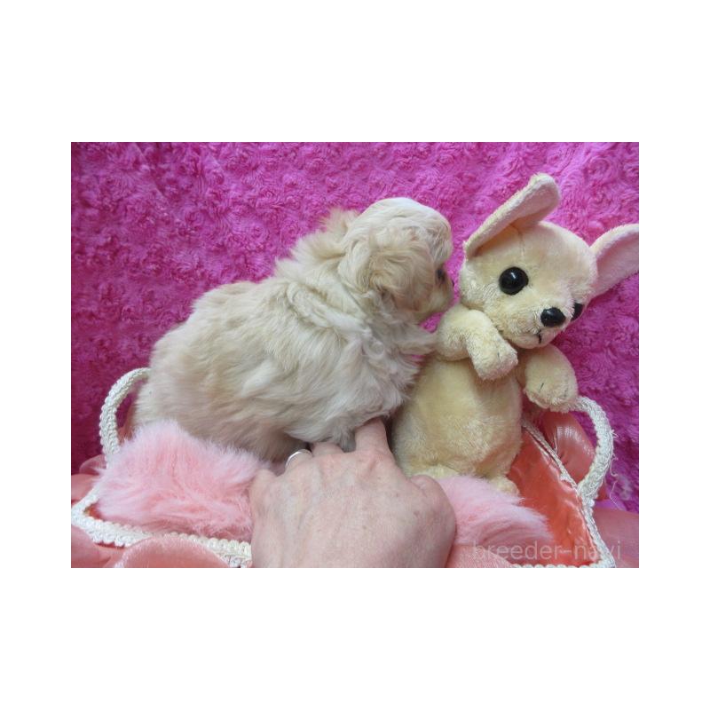 販売中の京都府のチワワ(ロングコート)-443866の5枚目