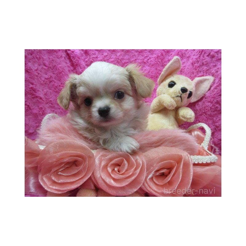 販売中の京都府のチワワ(ロングコート)-443866の4枚目