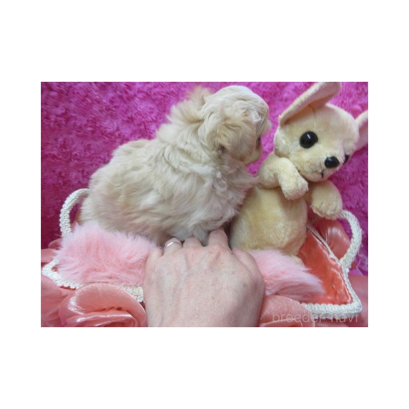 販売中の京都府のチワワ(ロングコート)-443866の3枚目