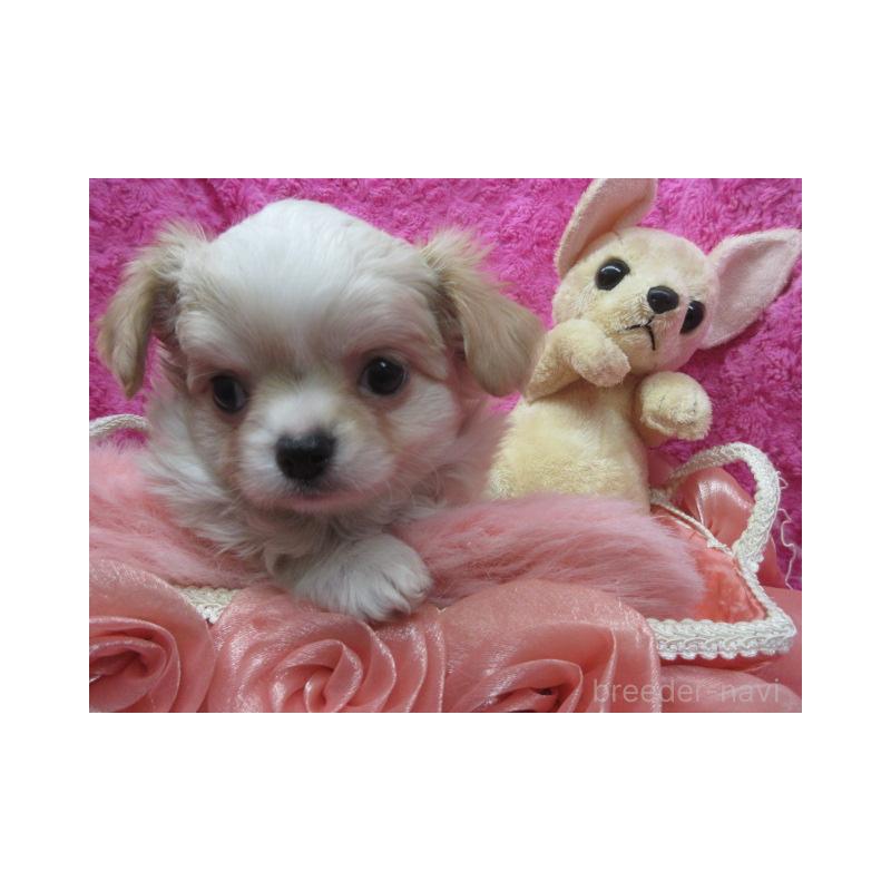 販売中の京都府のチワワ(ロングコート)-443866