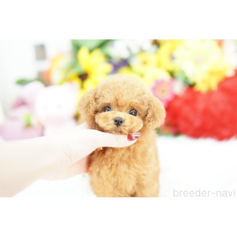 販売中の埼玉県のトイプードル-443867の6枚目