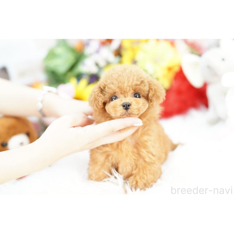 販売中の埼玉県のトイプードル-443867