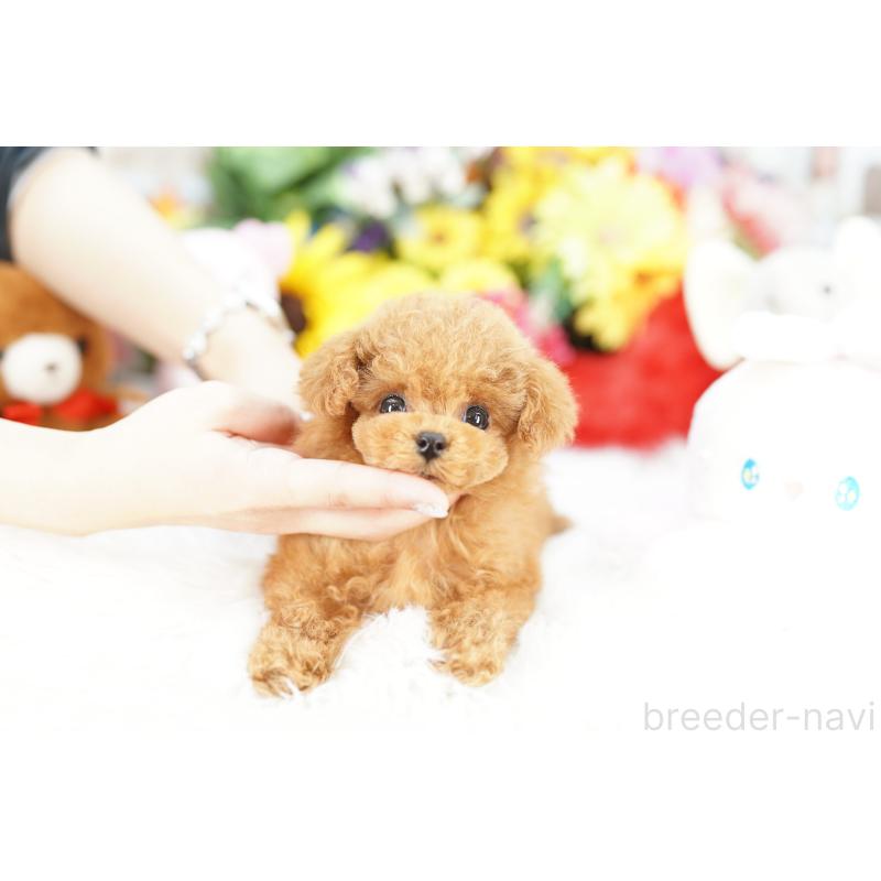 販売中の埼玉県のトイプードル-443867の5枚目