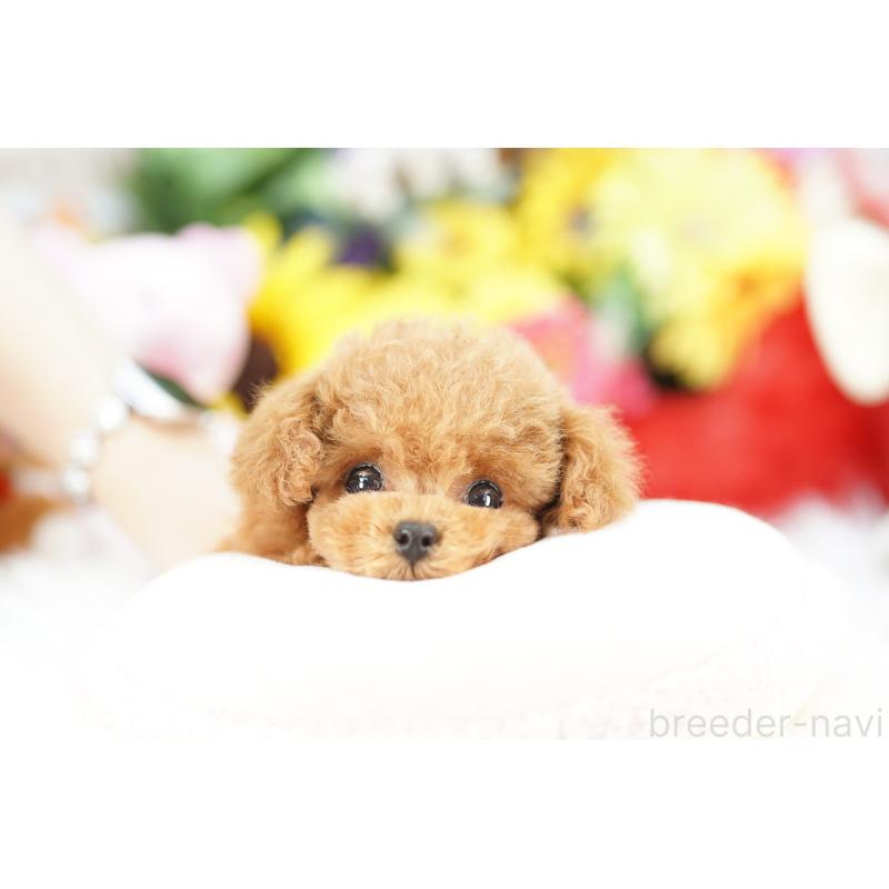 販売中の埼玉県のトイプードル-443867の4枚目