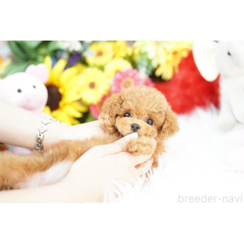 販売中の埼玉県のトイプードル-443867の2枚目