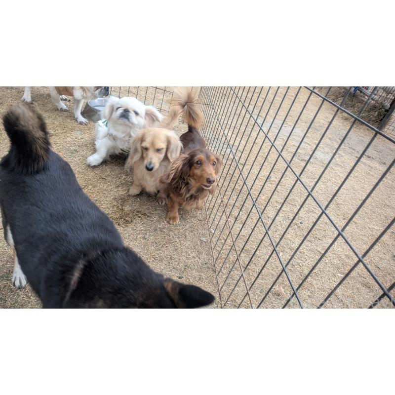 販売中の熊本県のミニチュアダックスフンド(ロングヘアード)-443868の5枚目