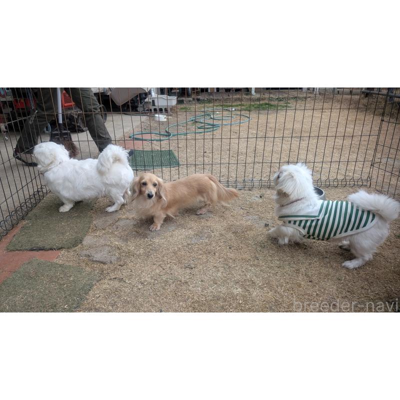 販売中の熊本県のミニチュアダックスフンド(ロングヘアード)-443868の4枚目