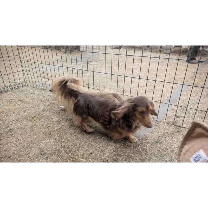 販売中の熊本県のミニチュアダックスフンド(ロングヘアード)-435025の4枚目