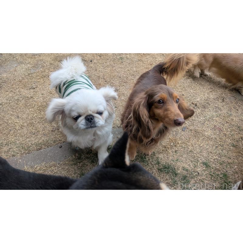 販売中の熊本県のミニチュアダックスフンド(ロングヘアード)-435025の3枚目