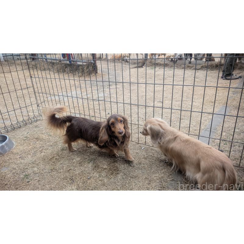 販売中の熊本県のミニチュアダックスフンド(ロングヘアード)-435025の2枚目