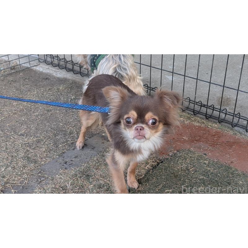 販売中の熊本県のチワワ(ロングコート)-443872の3枚目