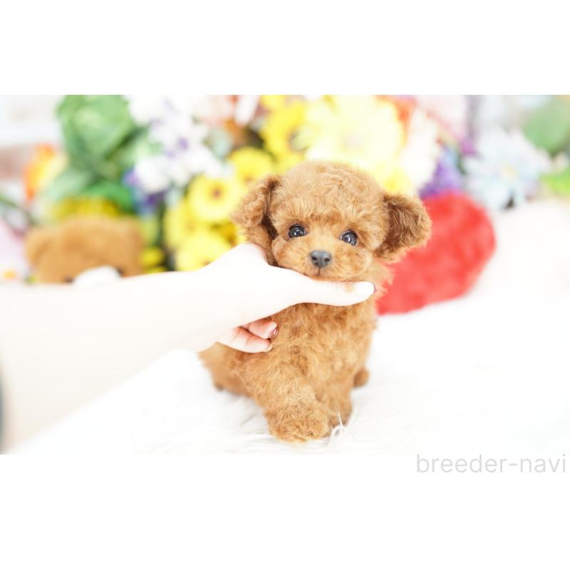 販売中の埼玉県のトイプードル-443869