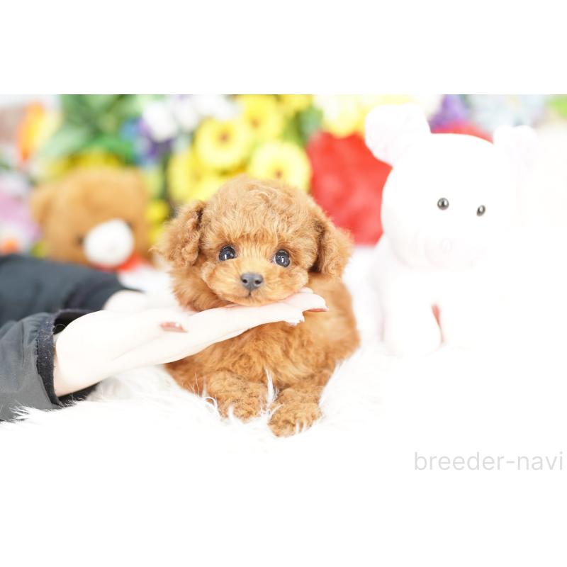 販売中の埼玉県のトイプードル-443869の4枚目