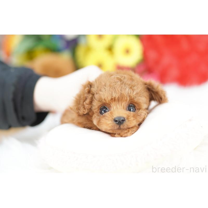 販売中の埼玉県のトイプードル-443869の3枚目