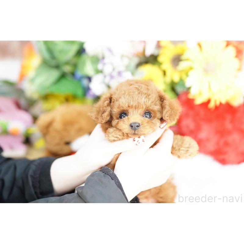販売中の埼玉県のトイプードル-443869の2枚目