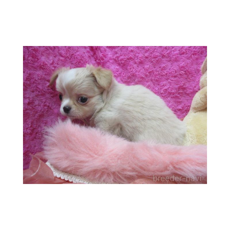 販売中の京都府のチワワ(ロングコート)-443870の5枚目