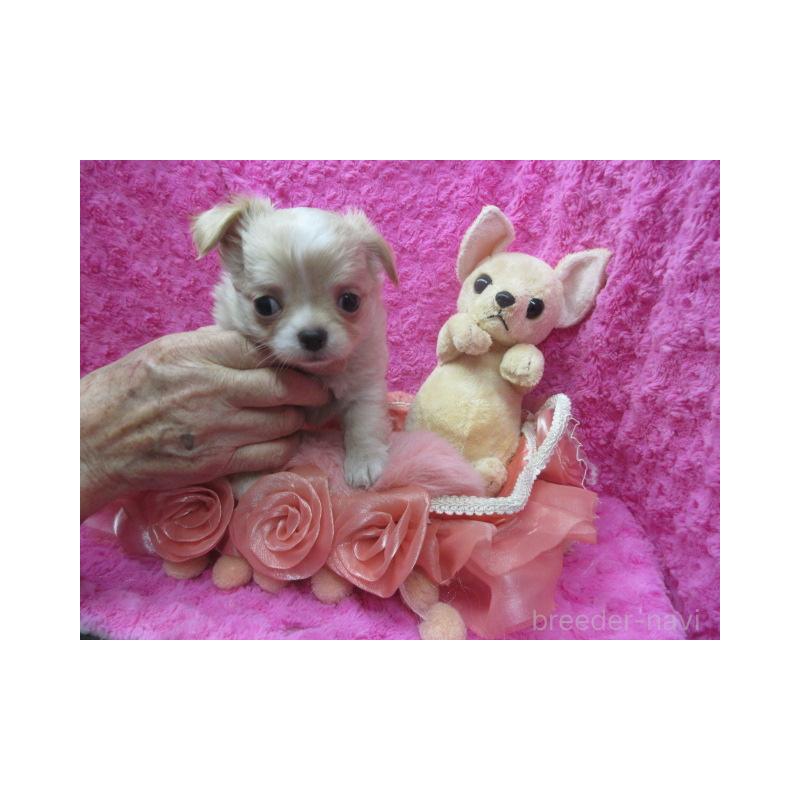 販売中の京都府のチワワ(ロングコート)-443870の4枚目