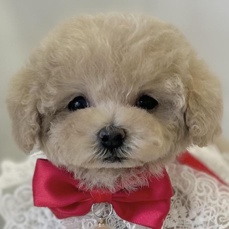 販売中の愛知県のタイニープードル-442870