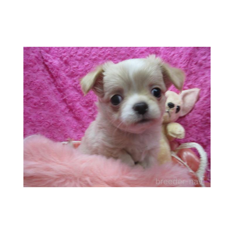 販売中の京都府のチワワ(ロングコート)-443870