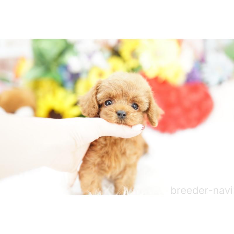 販売中の埼玉県のコッカプー:アメリカンコッカースパニエル×トイプードル-443871の4枚目