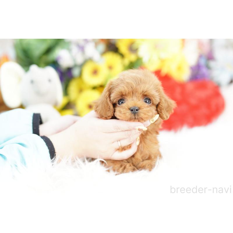 販売中の埼玉県のコッカプー:アメリカンコッカースパニエル×トイプードル-443871の1枚目