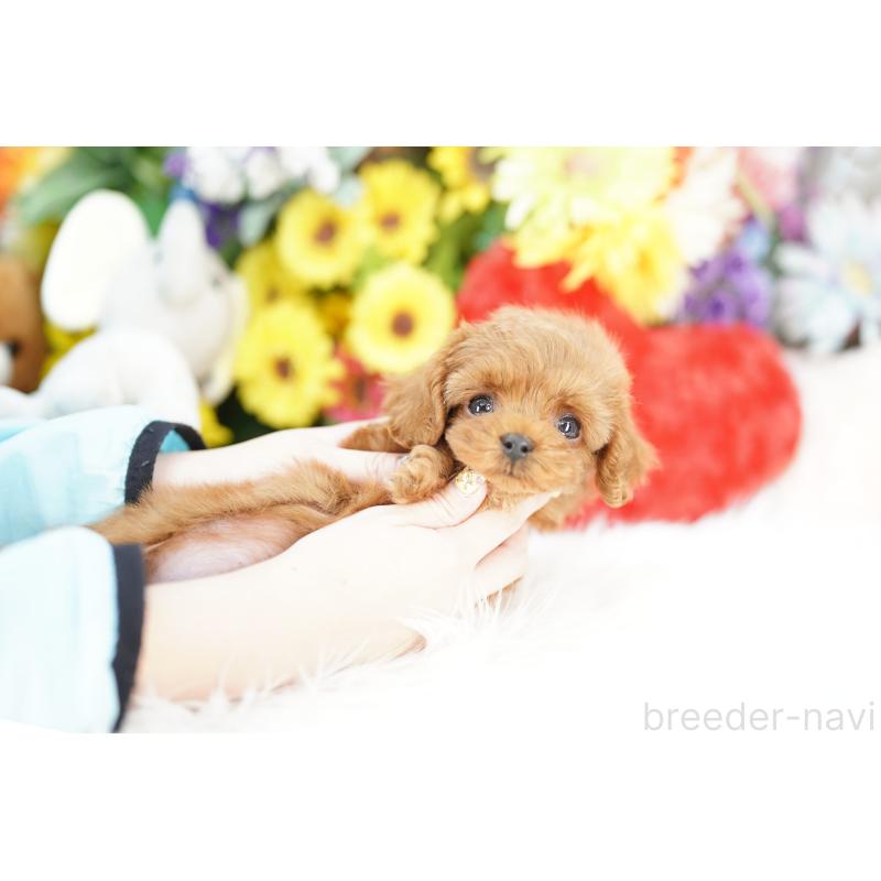 販売中の埼玉県のコッカプー:アメリカンコッカースパニエル×トイプードル-443871の3枚目