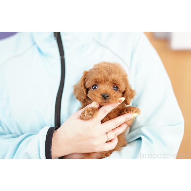 販売中の埼玉県のコッカプー:アメリカンコッカースパニエル×トイプードル-443871の2枚目