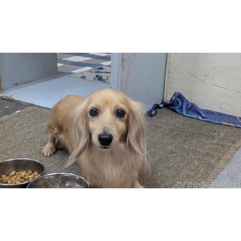 販売中の熊本県のミニチュアダックスフンド(ロングヘアード)-443868の2枚目