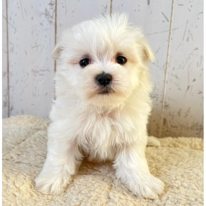 販売中の千葉県のマルチーズ-443874の1枚目