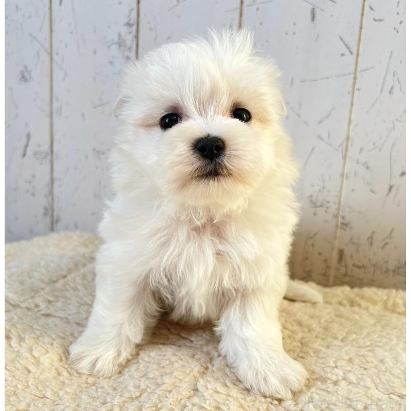 販売中の千葉県のマルチーズ-443874の5枚目