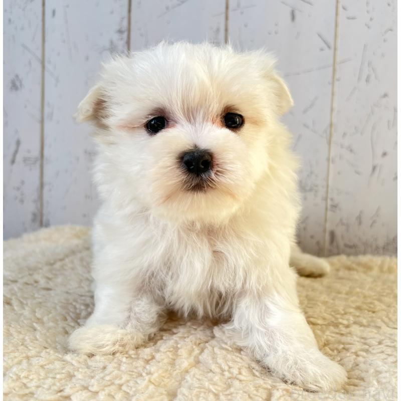 販売中の千葉県のマルチーズ-443874の4枚目