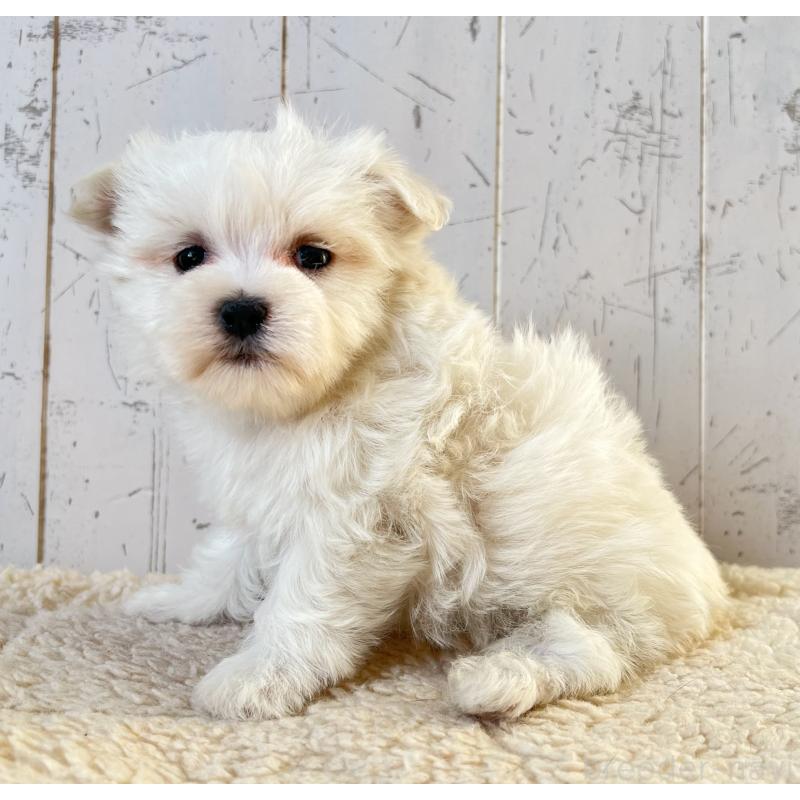 販売中の千葉県のマルチーズ-443874の3枚目