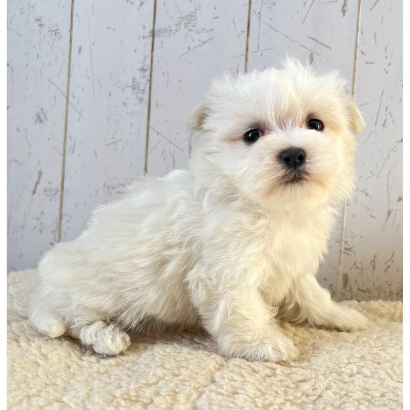 販売中の千葉県のマルチーズ-443874の2枚目