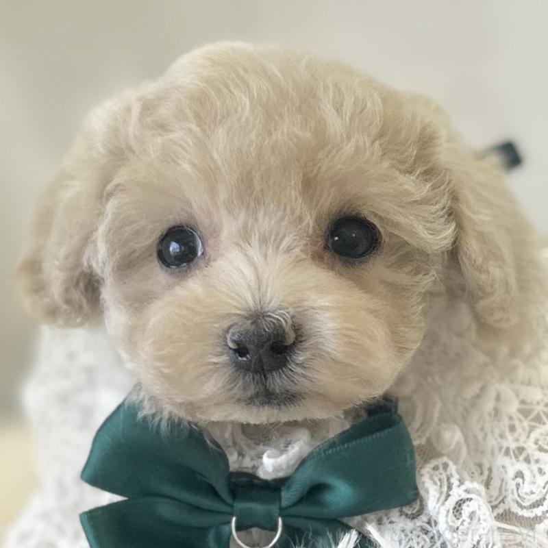 販売中の愛知県のタイニープードル-442869