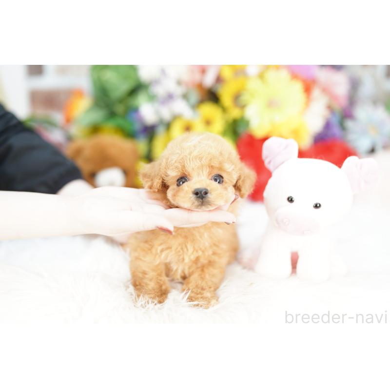 販売中の埼玉県のトイプードル-443876の3枚目